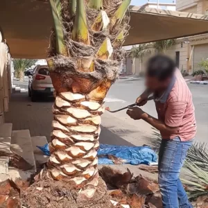تقليم النخيل